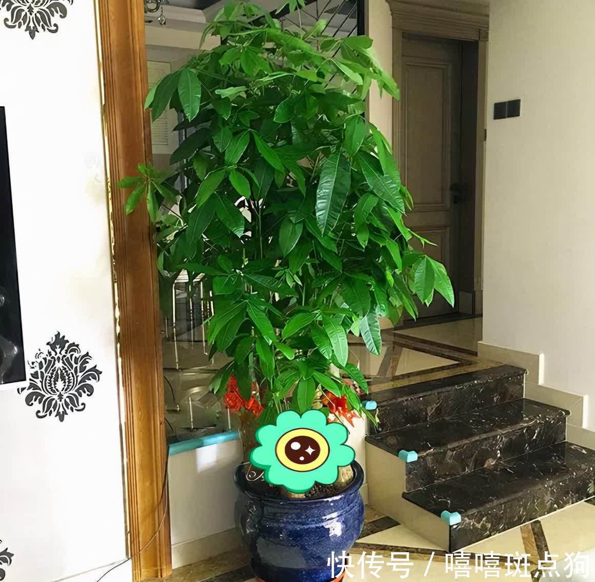 室内想养大盆镇宅花,建议从这10种里面选,听名字就很霸气