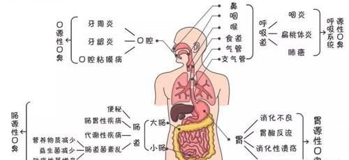 一个除口臭的小茶方，每天一杯，还你清新口气