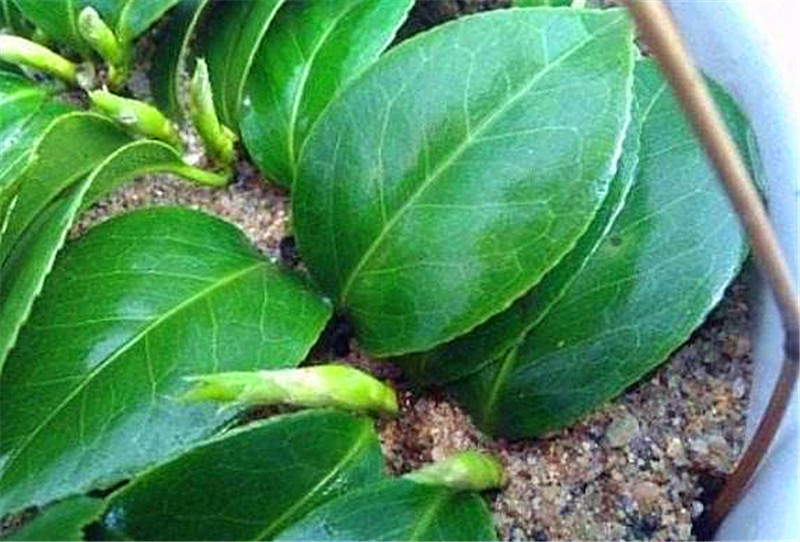 元旦前,5种花摘片叶,扔盆里,遇土就生根,立省200元