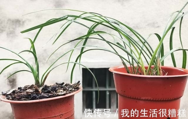 兰花能用透明塑料盆养吗？这样使用效果更好，新手兰友须知