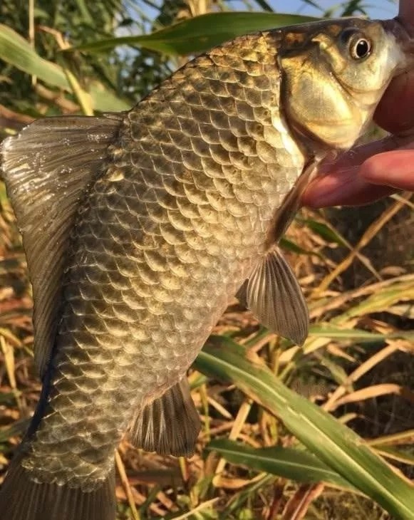 冬天用传统钓不会抓口?记牢这5个漂相,每次提竿都有大板鲫上岸