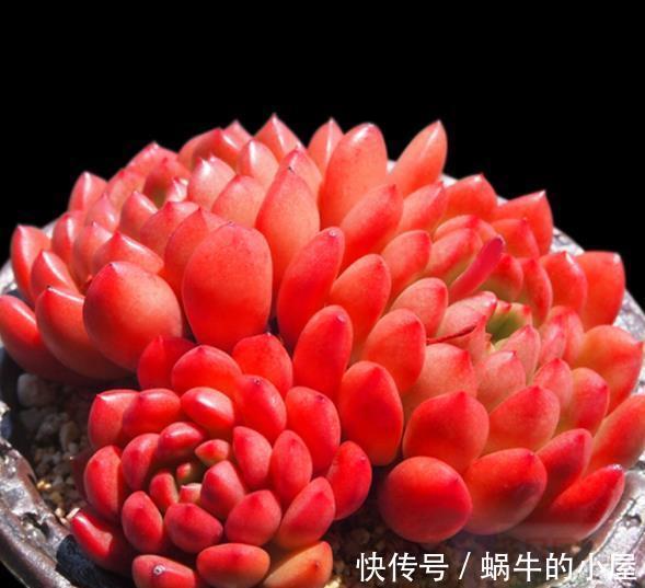 秋冬养这5款红色系多肉，越晒颜色越鲜艳，容易爆盆长势好