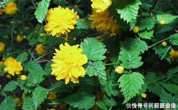 此花是高贵的象征,有着黄榆叶梅美誉,有着美好幸福的寓意