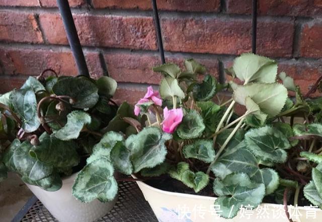 好时机|年后一定要逛花市,因为是“捡漏”的好时机,养花老手都会去溜达