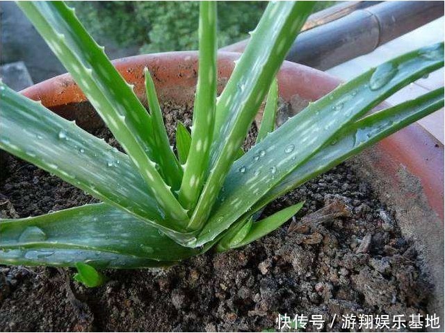 人体健康|国际生物多样性日，哪些植物对人体健康最好4种植物最吸有害物