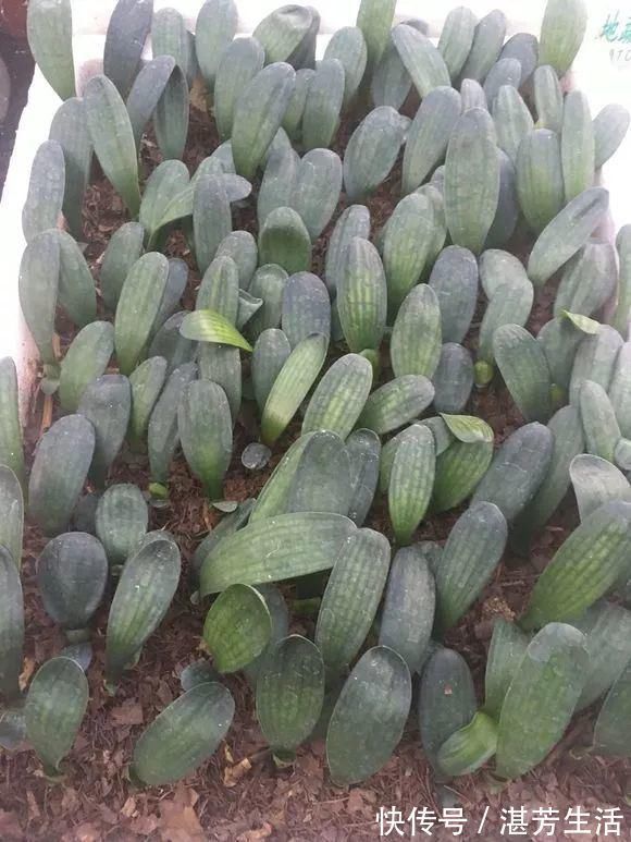 花盆里插1根筷子,解决了养花人的大难题,快试试看!