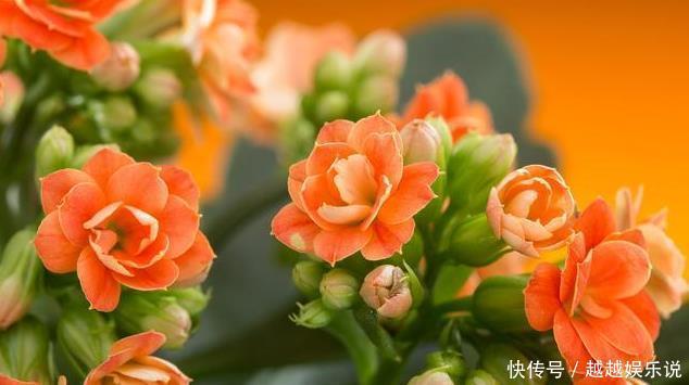 适合家中老人养的3种花，好打理，成活率高，关键能净化空气