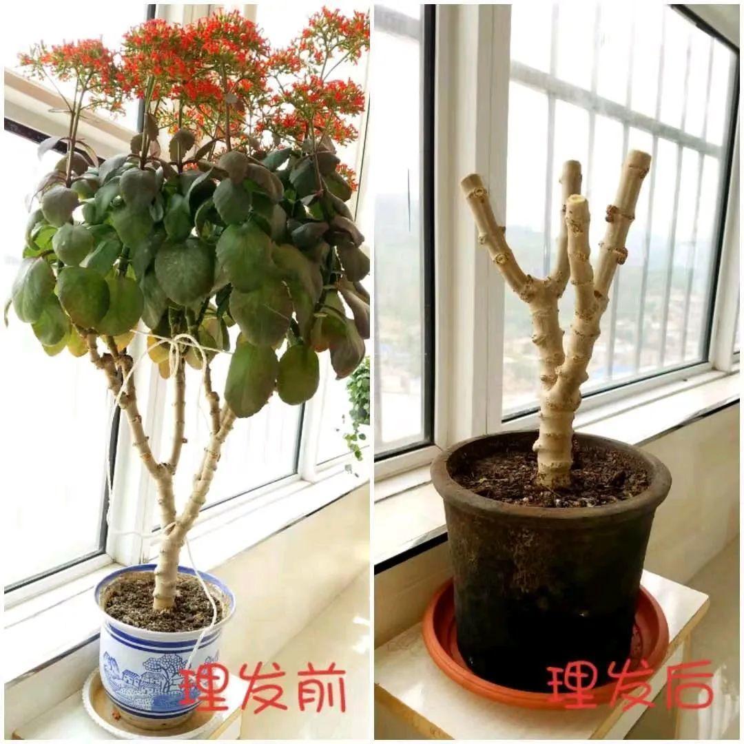 1米8的长寿老桩，狠心砍光了，半月重新长一堆！