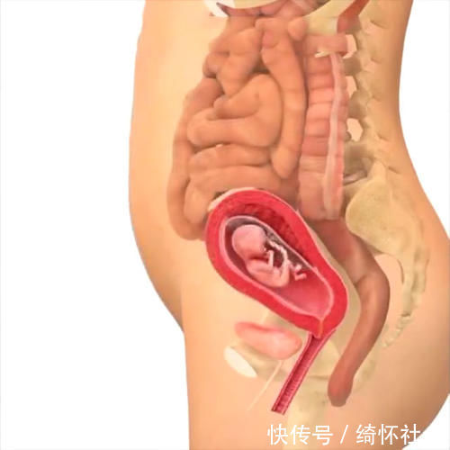 发育|孕期40周胎儿生长发育组图,胎儿是这样一天天长大的