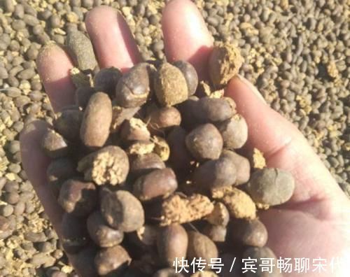 花盆|4种“垃圾”捡回家，埋在花盆下，啥花都越养越旺，叶绿开花久