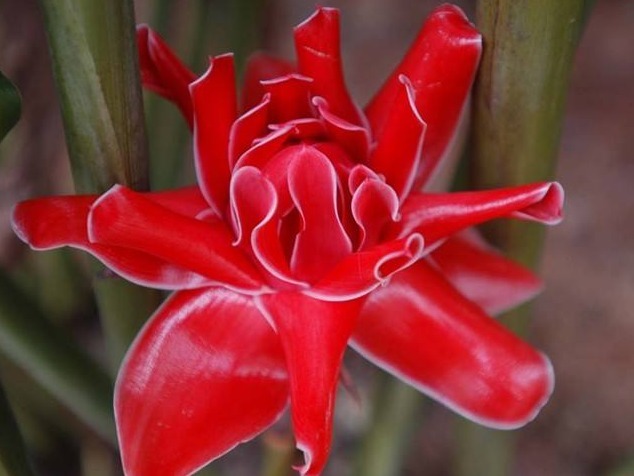 颜色形态都不次于玫瑰的花卉,学会这些小技巧,开花更红更艳