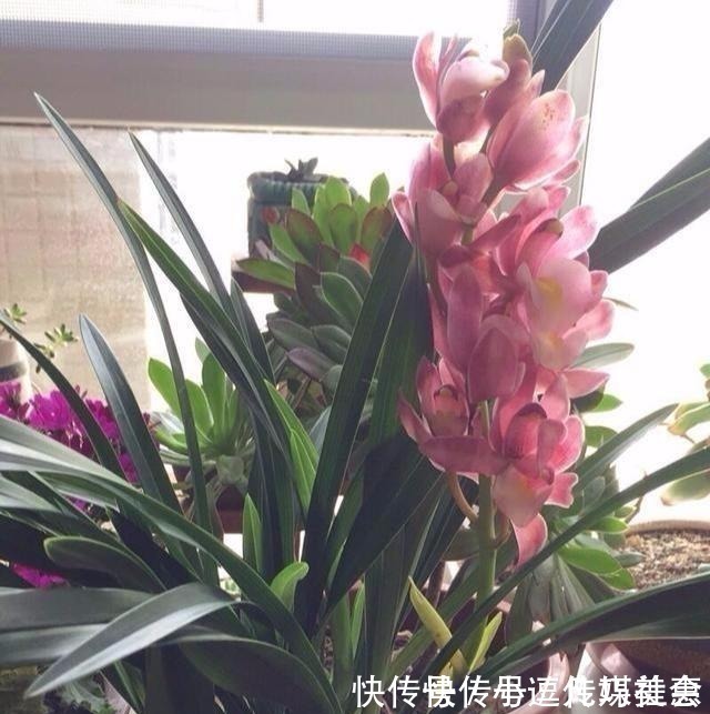 花味|此兰被誉为“兰中香祖”，一年开花6次，花量巨大，花香浓醇持久