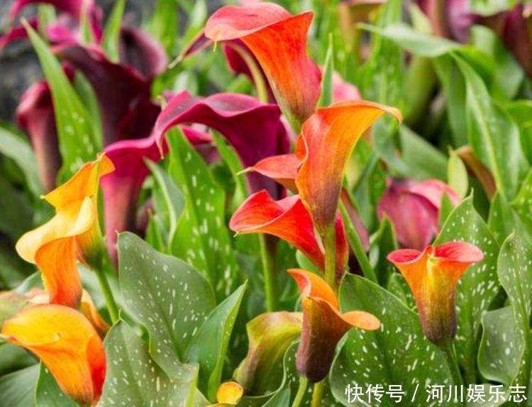 4种便宜花,别小看,开花漂亮花期长,好养又漂亮