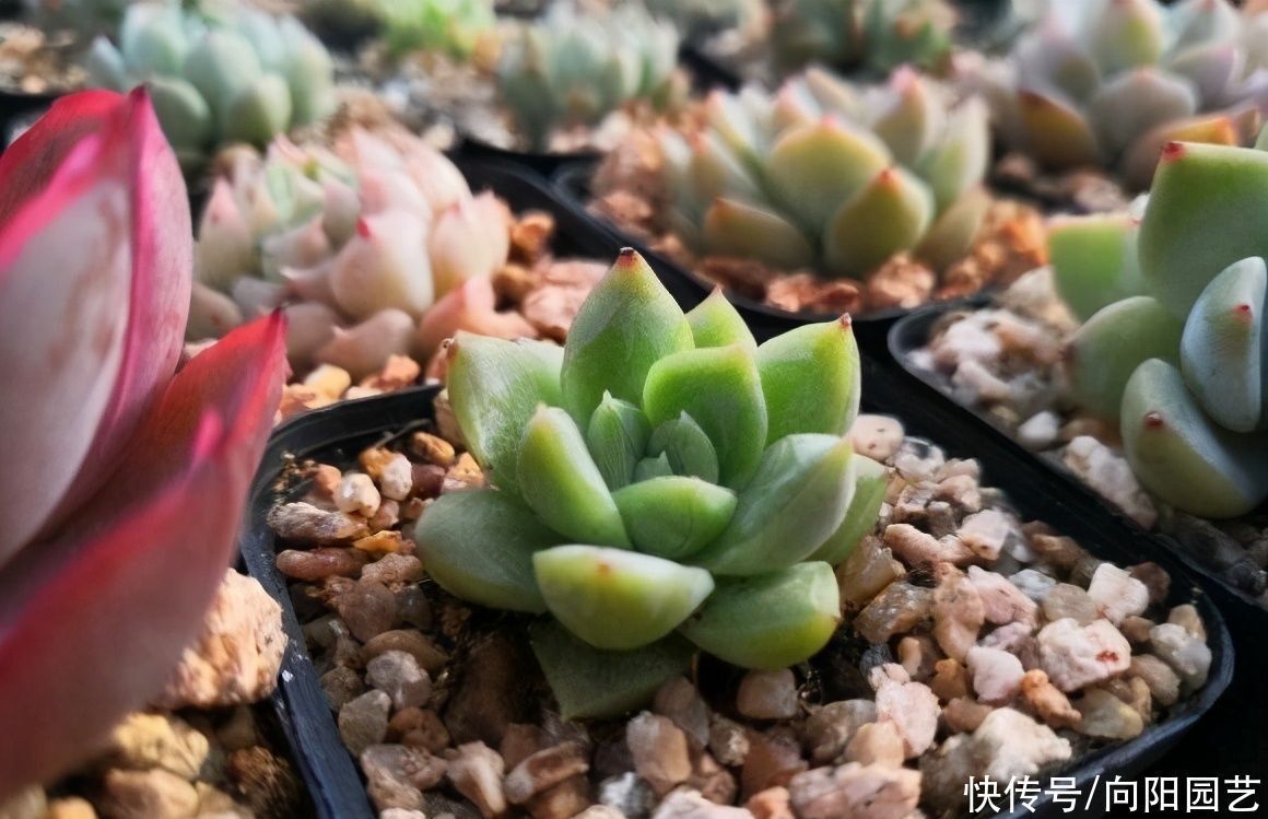 冬季养多肉，“禁区”要知道，老手分享经验，新手养肉不发愁
