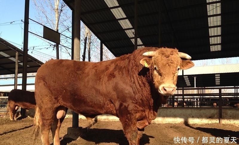 本命年|属牛人牛年大吉，本命年福气多多，财神加持让生肖牛财源滚滚