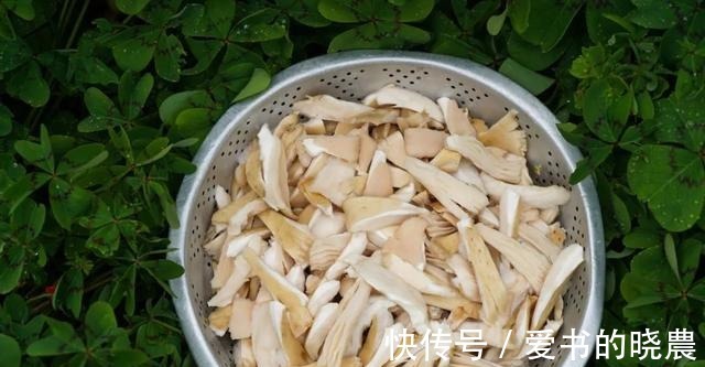 舌尖|「舌尖上的永胜」之鸡枞油！