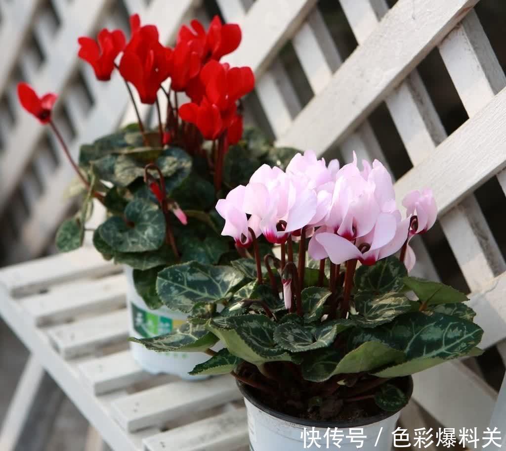 夏天|夏天,有4种花不能浇水多了,“控制浇水”才能状态更美