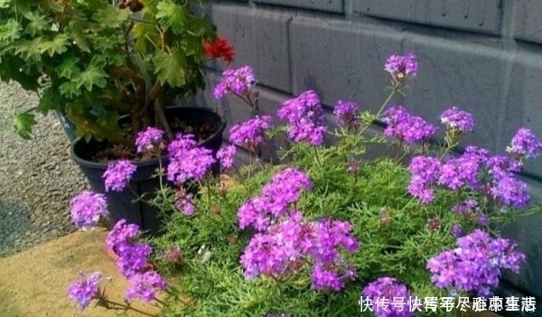 绿化带|路边看见1种花，扯根枝条带回家，遇水就生根，盆栽特漂亮