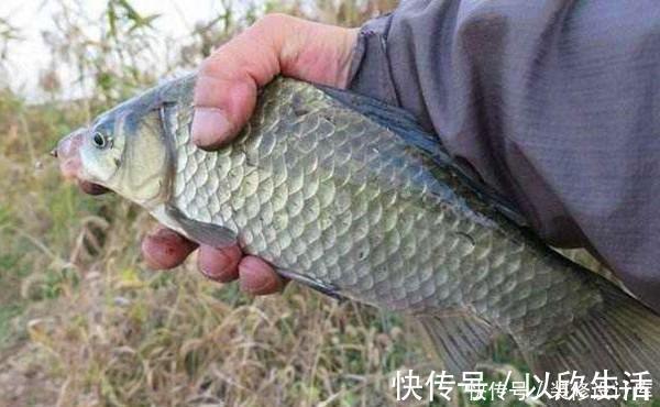 民间冬钓鲫鱼野路子:鲜为人知的弹钓钓法,非常有特色