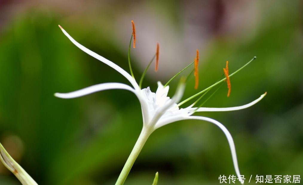  高雅|兰花品质高雅深受大家喜欢，这6种不常见的稀有兰花，你养过吗？