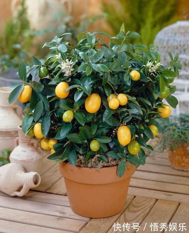 此4种水果,又好养,又好吃,结果还多,特别适合阳台盆栽