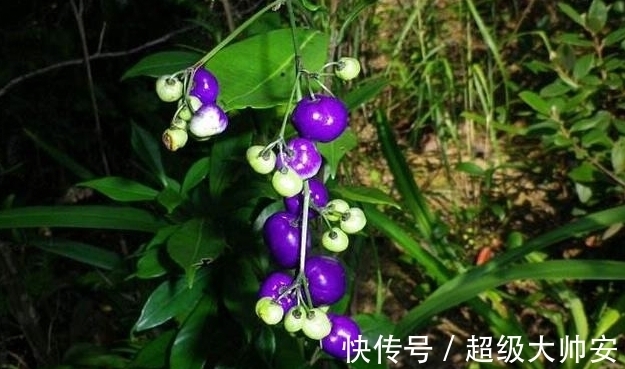 菅兰|此草全株有毒,看到它千万要注意,不要乱采摘