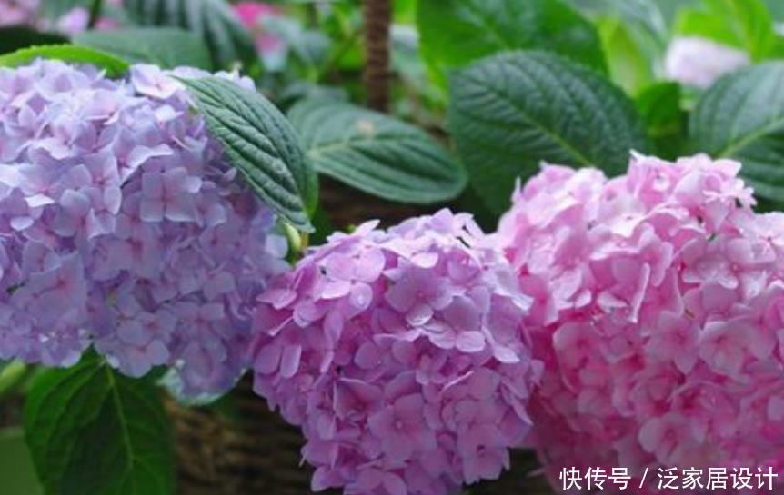 超漂亮的4种花,不怕晒,不怕热,繁花似锦,花美心情好!