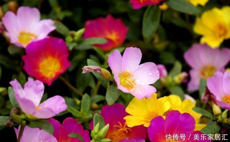 虎刺梅虎刺梅|4种花养了就爆盆，好养易活开花漂亮，满树都是花朵，漂亮极了