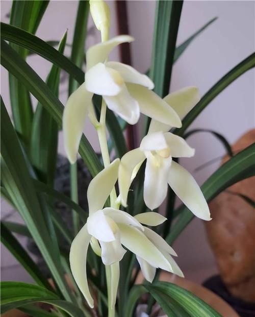 浓郁|它是建兰第一素心，还是线艺兰珍品，绿杆绿花，香味浓郁还好养