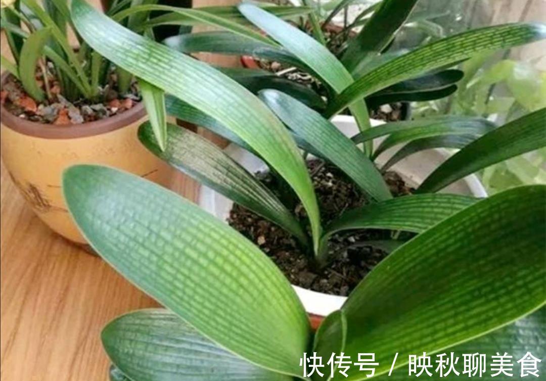 有机肥|君子兰烂根不要扔,用这种方法处理,一个月长满新根