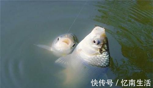特点|鱼口轻,更要认真选浮漂,满足几个特点,能让浮漂动作更大!