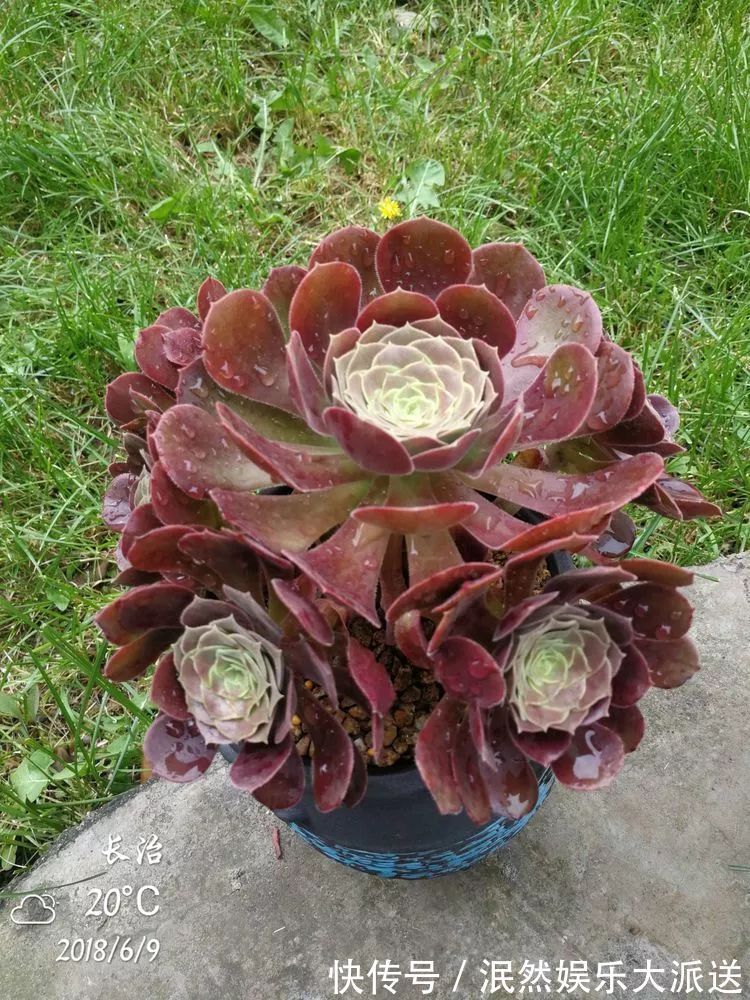 蚧壳虫|为肉痴狂!多肉植物也会用最美的容颜报答我们的勤劳付出!