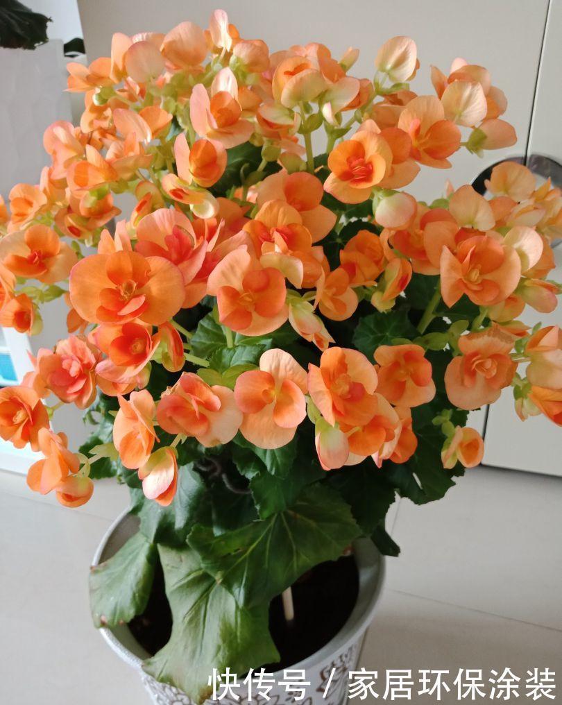 浇水|6种花,最怕热,30度就黄叶,再乱浇水,容易“烂根”