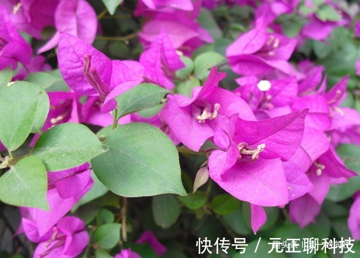 家养三角梅学会这3招，枝头长满小红花，繁花似锦美极了！