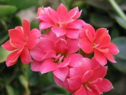 阳台养此款“喜水花”，越浇花苞“嗖嗖”爬满枝，开花艳丽惹人爱