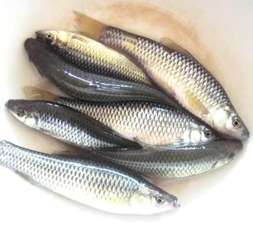 黄黝鱼|3年长不到7厘米，营养不输鲫鱼，8元一斤却少有人买，真不识货