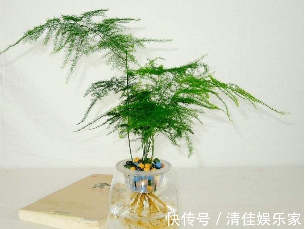 观赏价值|文竹总是不发新芽怎么办教你3个小妙招,枝繁叶茂轻松爆盆