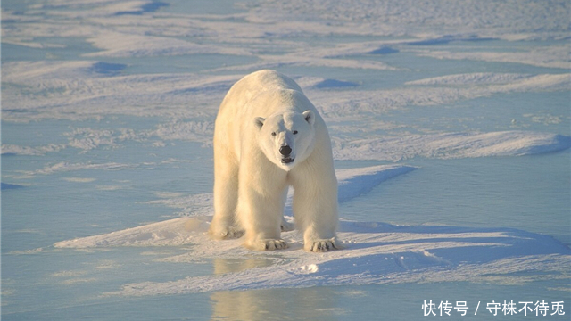 能量|12个冷知识:可以使人感到有趣,但却没有地方能够使用的奇怪知识