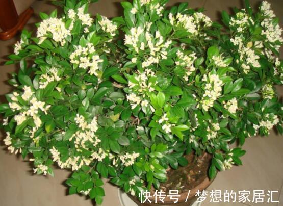 米兰米兰|养花试试这几款,不能暴晒,容易导致僵苗不长甚至出现黄叶的情况