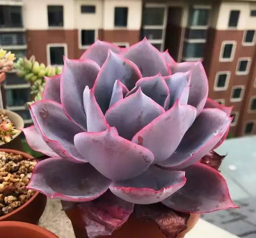 5款仙气十足的多肉，每一款都值得入，除了晚霞你还养过哪种？