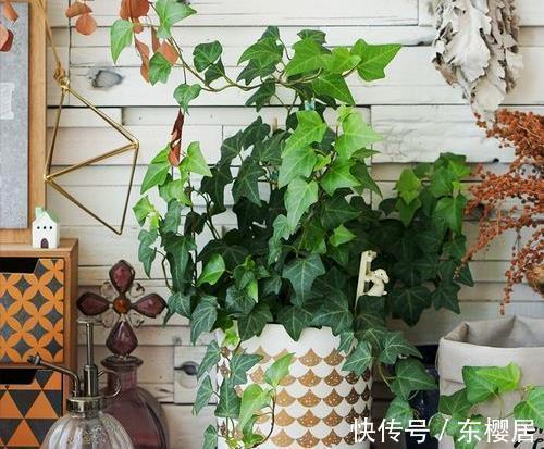 叶片|7种健康花，建议至少养一盆，格调高净化能力强，很实用