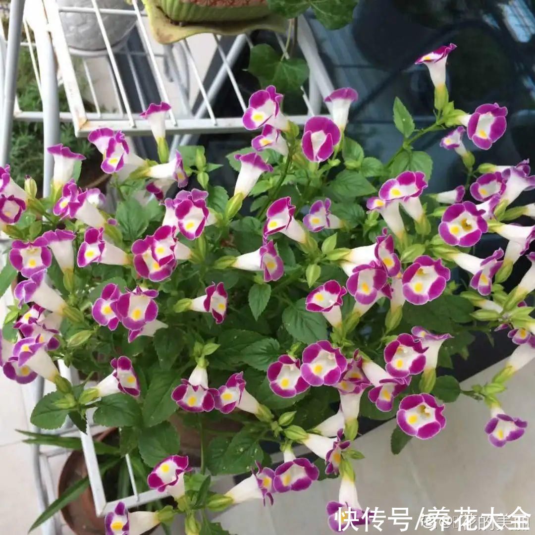 夏天|热不死的花，温度高也不休眠，超级适合夏天