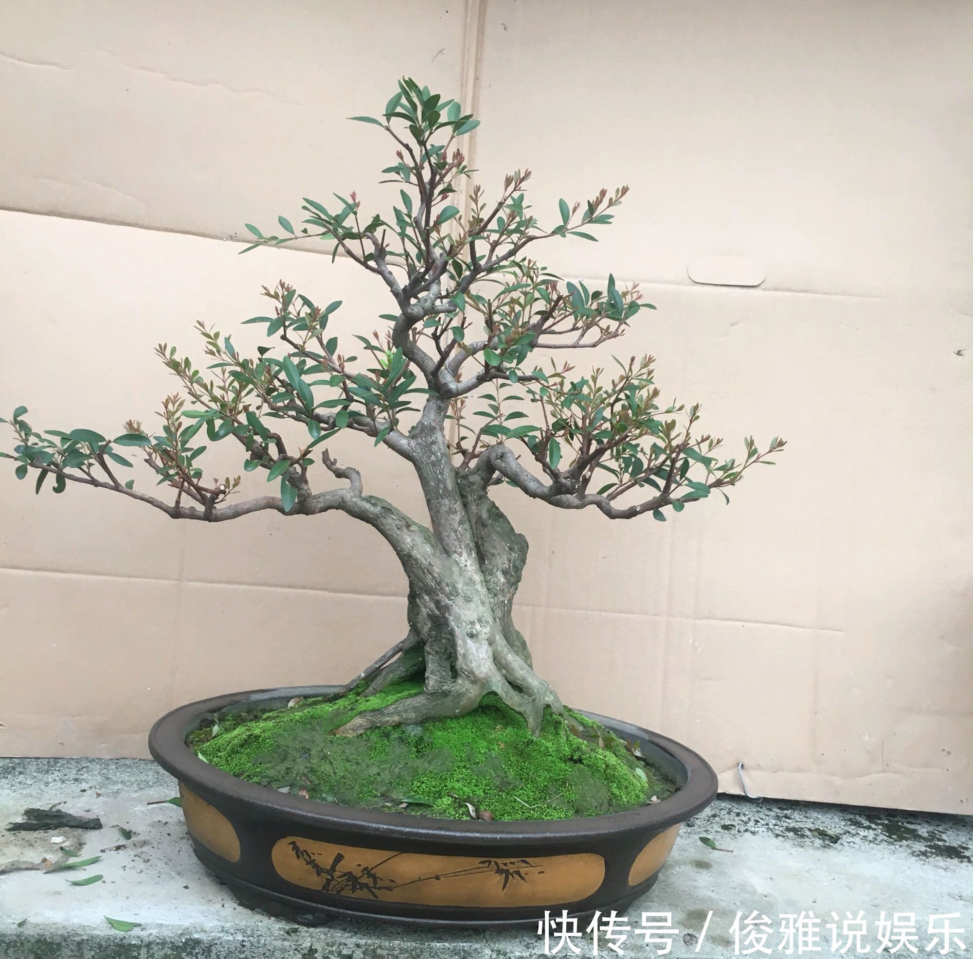 弹子|盆景修剪冷知识为什么要把枝条修剪成45度斜角长知识了