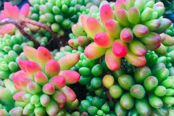想让多肉变变色,只要做好三件事,下一秒效果绝对惊艳