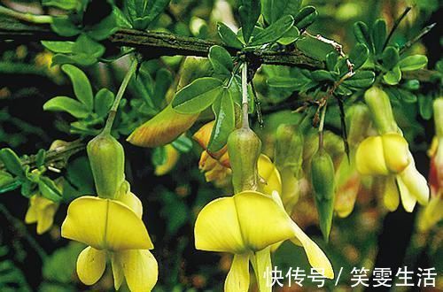 3种超好养的盆栽花,一年开花多次,香气四溢,物美价廉