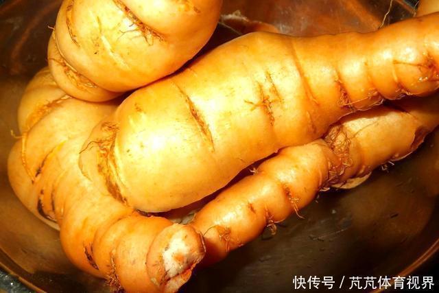 本经逢原|花似喇叭,块根像红薯,李时珍:填骨髓,长肌肉,生精血!