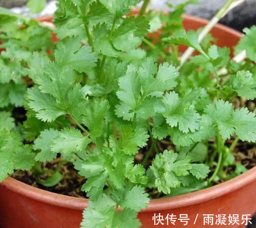 阳台种上“5种菜”,种盆里就活,吃了一茬又一茬,懒人必选!