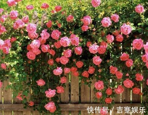 阳台养3盆“墙壁花”,一开花就爬满墙,半月不到变成“花阳台”