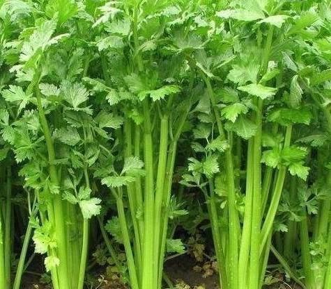 呋喃香豆素|芹菜虽好,但以下4类人切记别吃,尤其是第2种人,嘴馋也别碰