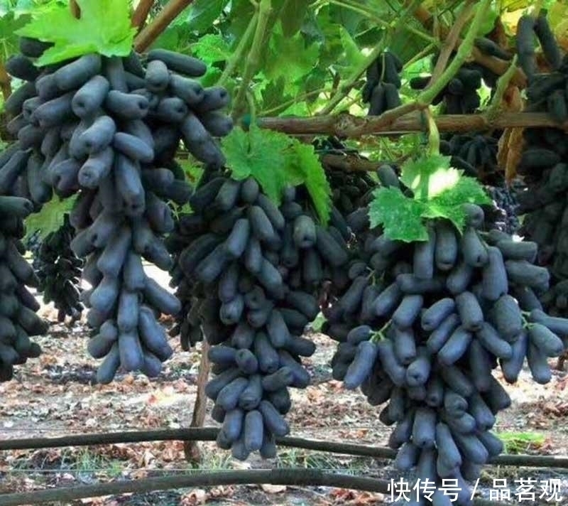 院子里不要乱种树，这6种树不仅能添福旺宅，还能招财纳福